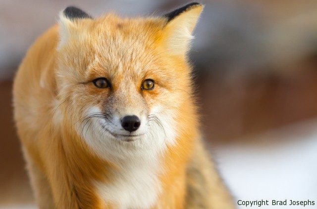 brad josephs, red fox, picture, image, natural habitat adventures, alaska, churchill