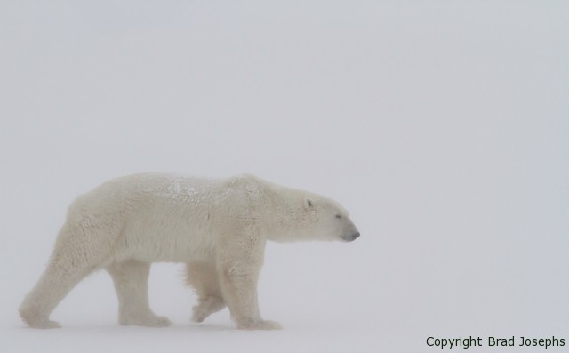 churchill manitoba blizzard, canada, polar bear