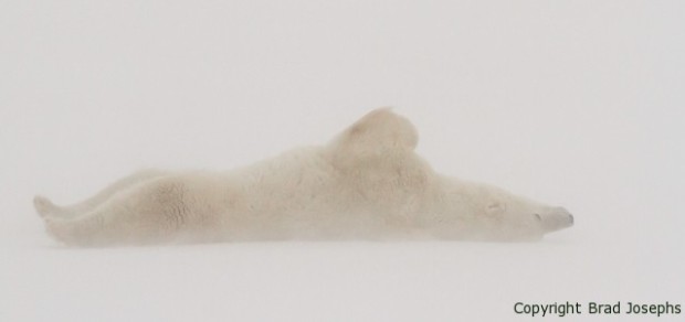 picture of polar bear, polar bear photography trip, expedition, tour