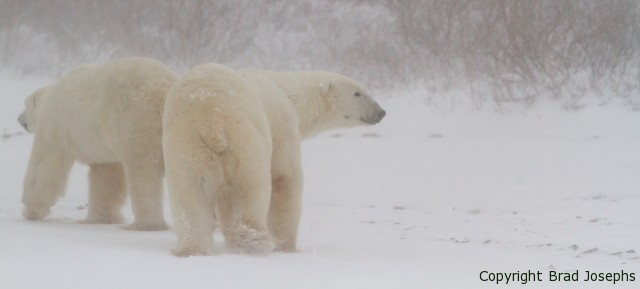 huge male polar bears, churchill
