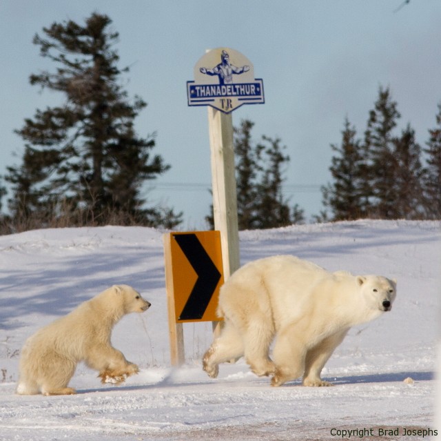 mother and cub, churchill, manitoba, brad josephs image, photo, picture