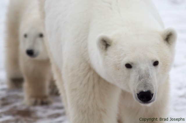 picture, image, photo of mother polar bear and cub, churchill manitoba, 2013