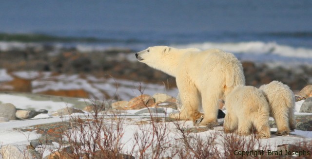 photo of polar bear female and cubs, mother and coys, image of polar bear sow and cubs, 