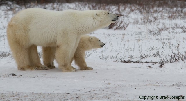 image of polar bear mom and cub, brad josephs