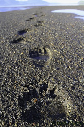grizzly tracks, image, alaska, brad josephs