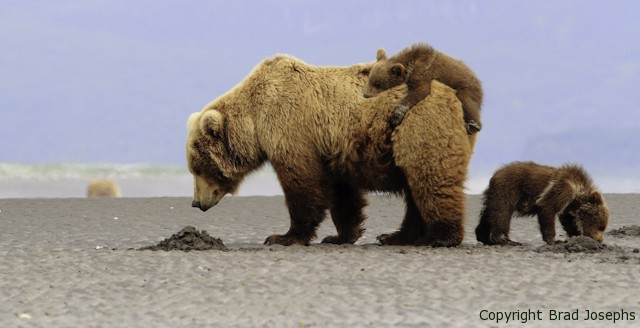 image of grizzly mother and cubs, alaska