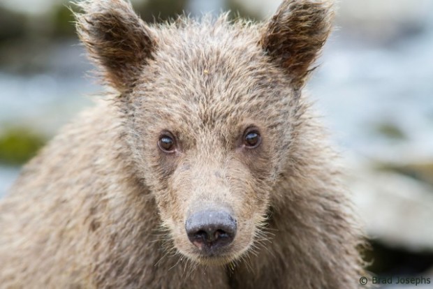 grizzly cub very close, kaflia bay, katmai