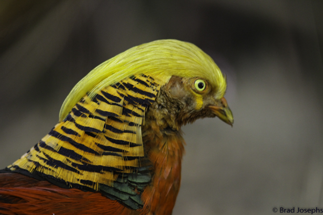 image golden pheasant, brad josephs, china