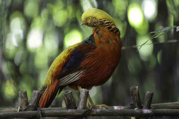 picture of golden pheasant sichuan, brad josephs