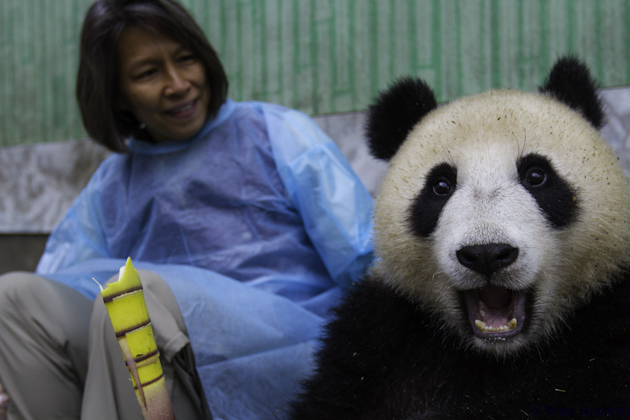 can you play with pandas in china? 