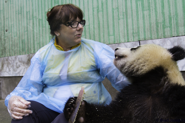 playing with pandas in china
