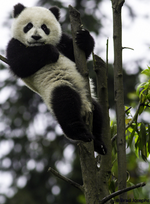The experts at the panda base say they have never had a panda cub fall from a tree and get hurt.