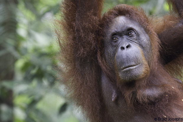 Old female stares into the forest. Borneo has suffered some of the most severe deforestation on earth since the 1950's. 