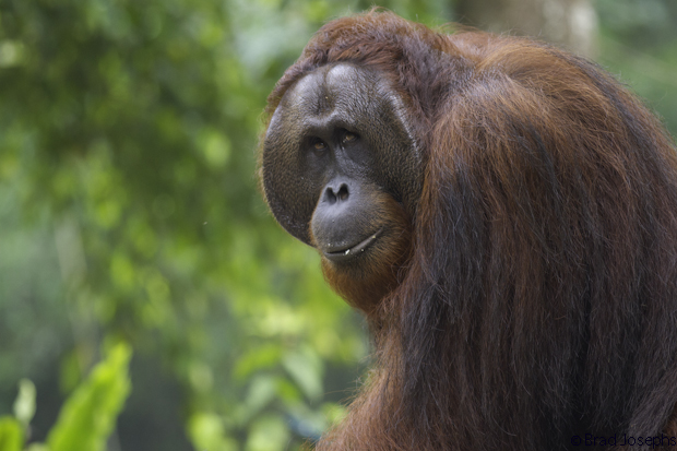 orangutan image borneo