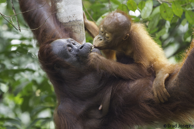 Mother and baby orangutans show so much affection. 