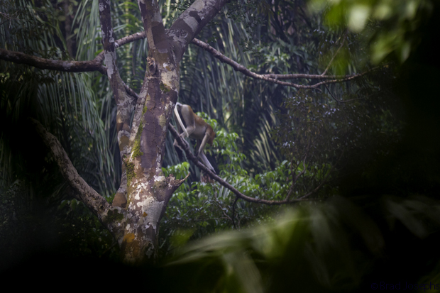 We did spot many incredible probocis monkeys, for the park is most famous, as they leapt theough the high canopy. 
