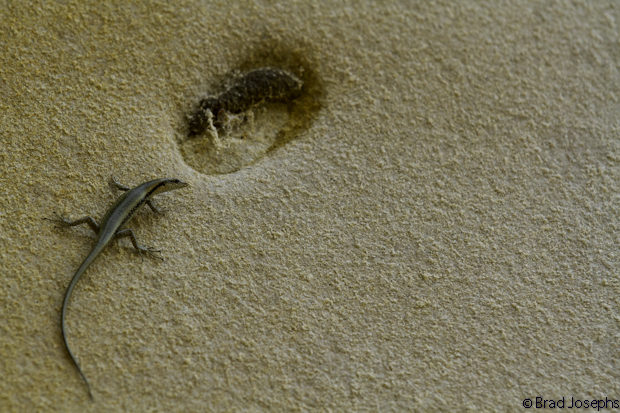 a skink clings to a sandstone cliff on the beach. 