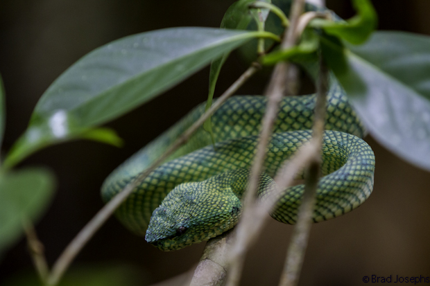 A wagler's pit viper rests on a branch, ready to strike in the strike-ready positon. 