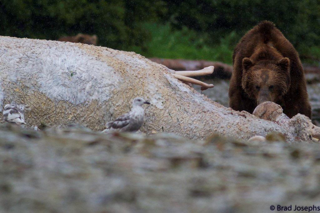 marine mammal die off, dead fin whales, whale die off, grizzly bear, seagull