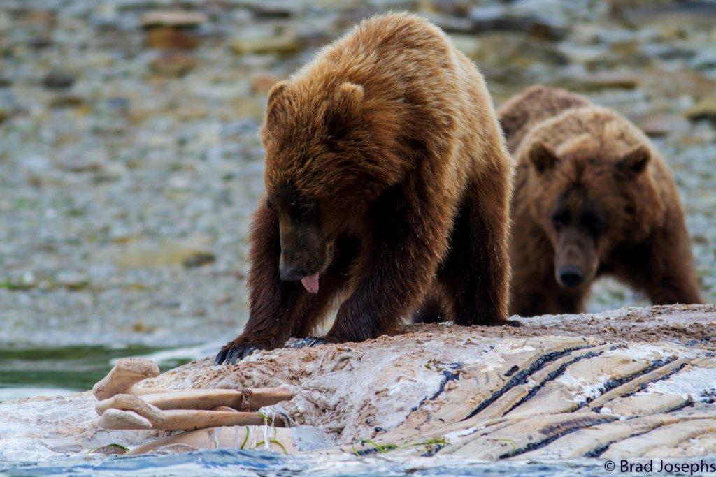 marine mammal die off, dead fin whales, whale die off, grizzly bears