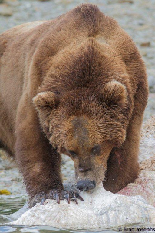 marine mammal die off, dead fin whales, whale die off, grizzly bear eating 