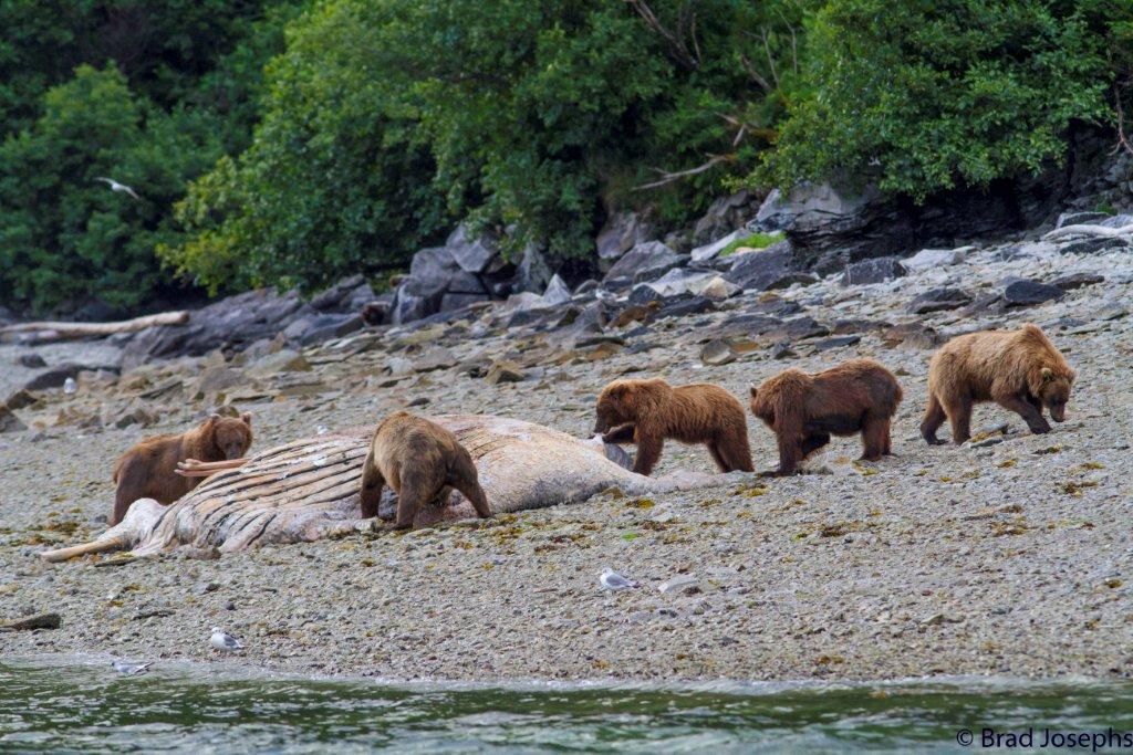 Grizzly Bears and whale carcass, Katmai National Park, whale die off