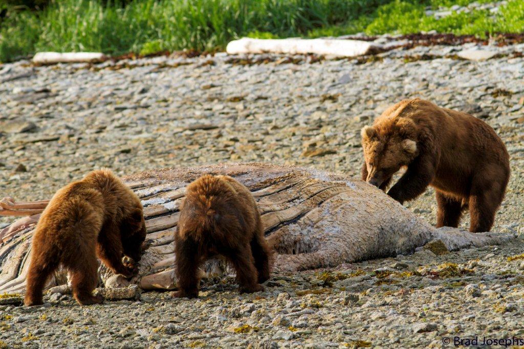 three grizzly bears eating whale carcass, marine mammal die off, dead fin whales, whale die off 