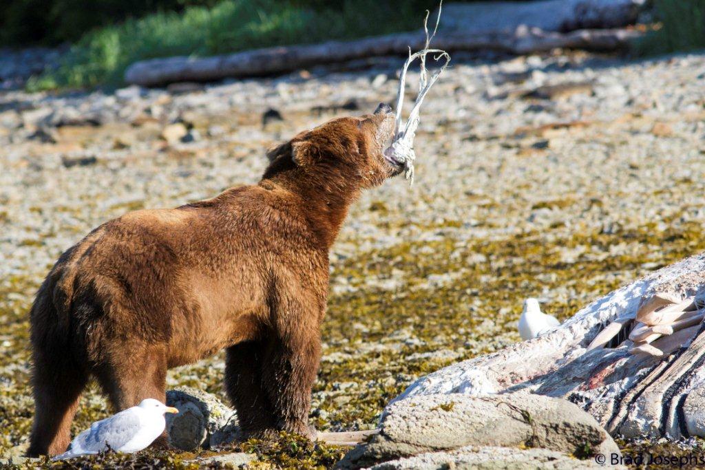 Katmai Coast, Alaska, grizzly, marine mammal die off, dead fin whales, whale die off 
