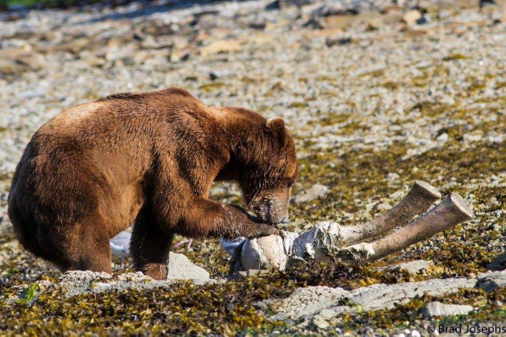 Katmai National Park, Alaska, grizzly bear, marine mammal die off, dead fin whales, whale die off 