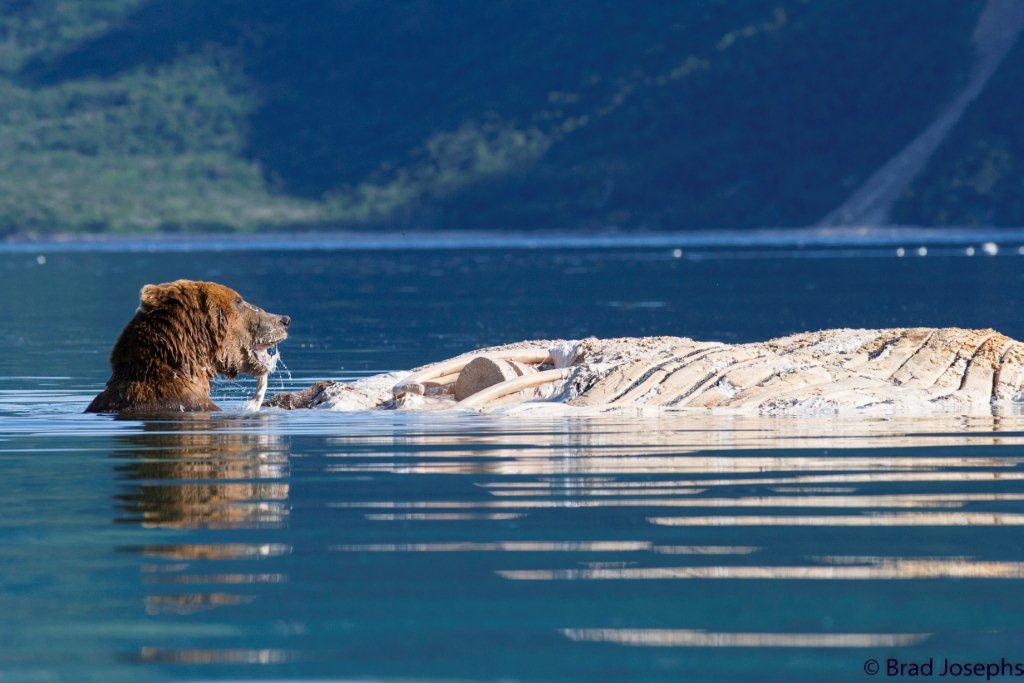 grizzly bear swimming with whale carcass, marine mammal die off, dead fin whales, whale die off 