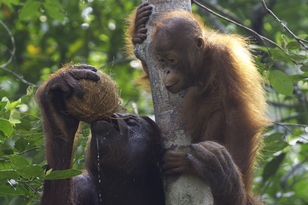 baby orangutan, mom, borneo image picture
