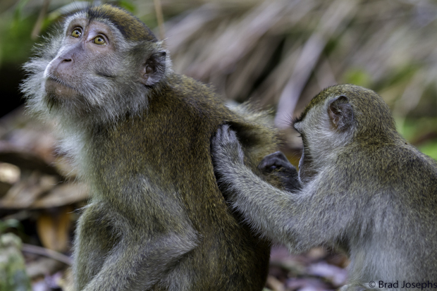 Grooming behavior in macaques helps to diffuse tension within the social group, and is used by males to increase sexual receptivity in females. 