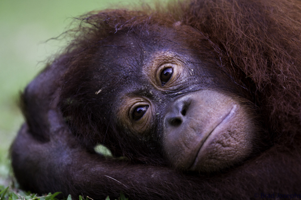 picture of orangutan, image of borneo orangutan