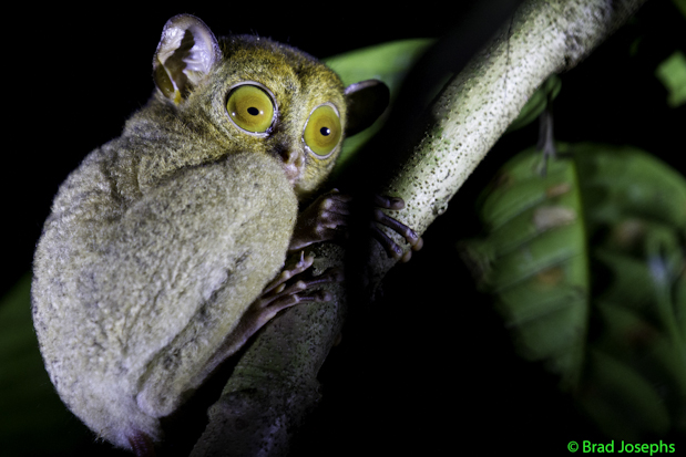 tarsier image, picture tarsier, sepilok, sabah, borneo, image tarsier, brad josephs, natural habitat adventures, nathab