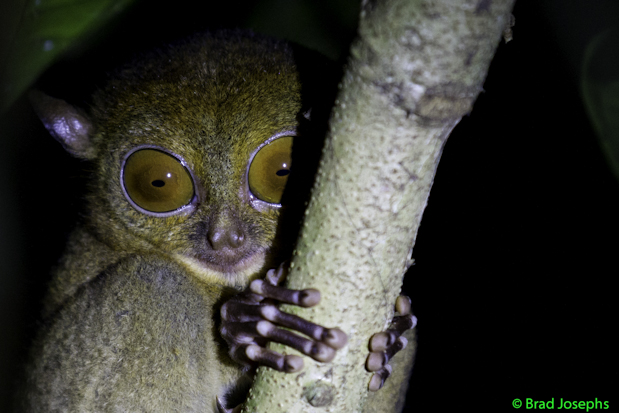 image of tarsier, picture of tarsier, borneo, brad Josephs, picture, photo, still