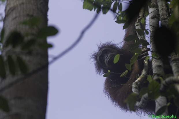 wild orangutan danum valley, image, picture, borneo, malaysia