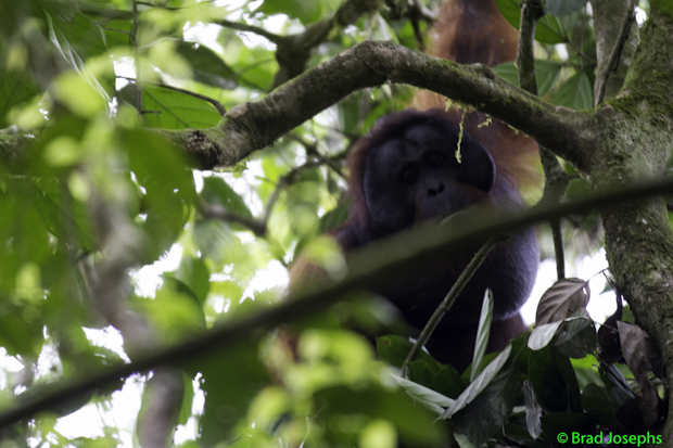wild orangutan, borneo, image picture, sabah