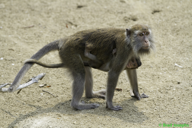 Mother and baby crab-eating macaque, on the beach in Bako National Park, Sarawak.