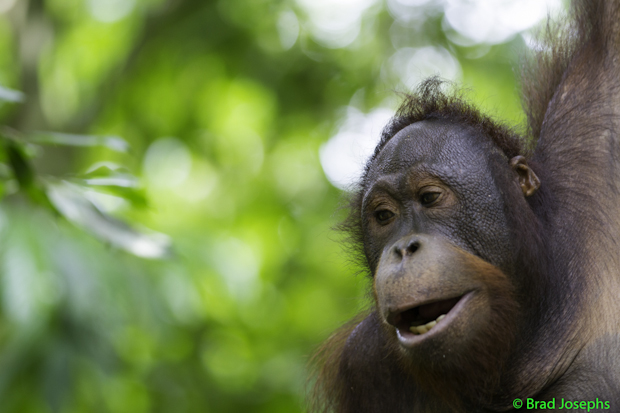 orangutan portrait, borneo