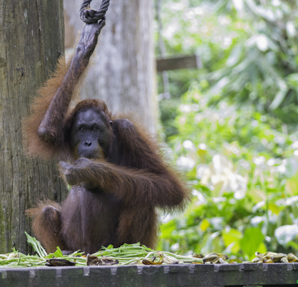 image of orangutan, borneo