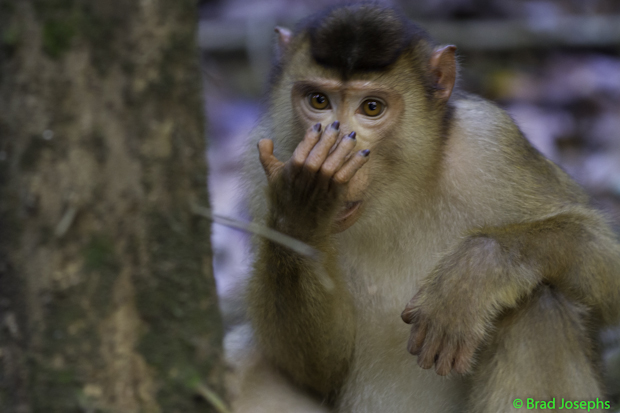 picture, photo, image of pig-tailed macaque, kinabatangan river, sabah. brad josephs, monkey, primate