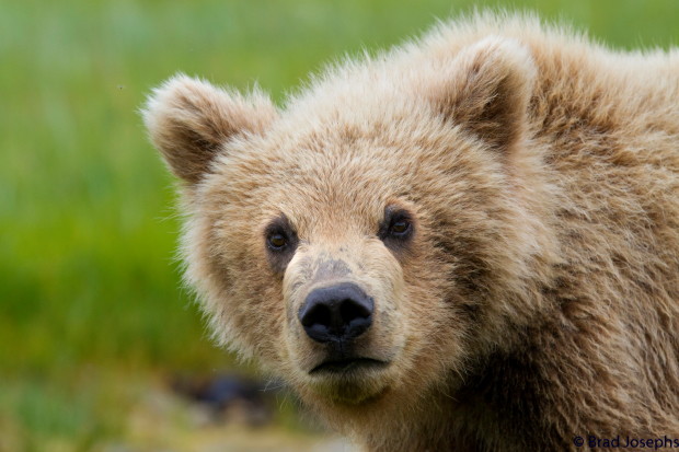 brad josephs image, bears, grizzlies, brown bears, alaska, bear viewing, natural habitat adventures