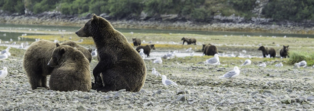 drew hamilton image, photo, grizzlies, brown bears, alaska