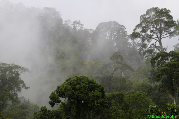 jungle canopy, rainforest