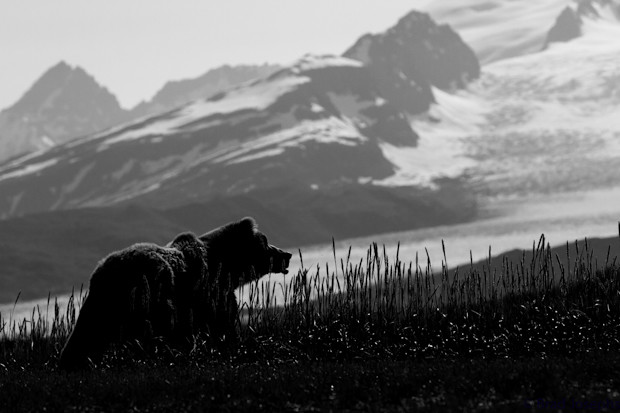 grizzly bear image, north casacdes