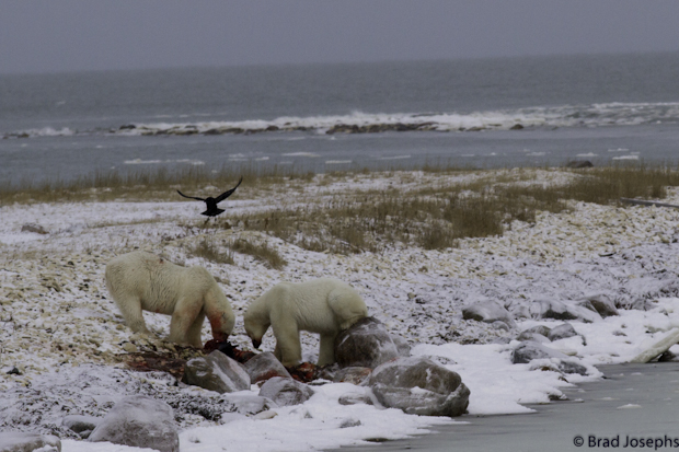 seal kill, polar bears, brad josephs nathab, churchill, natural habitat polar bear expeditions