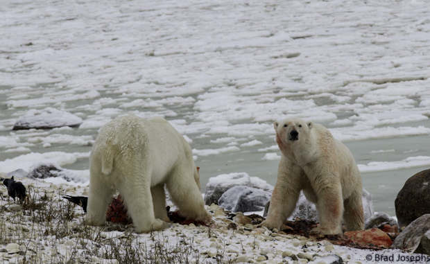 polar bear seal kill, nathab, brad josephs, gordon point, cwma