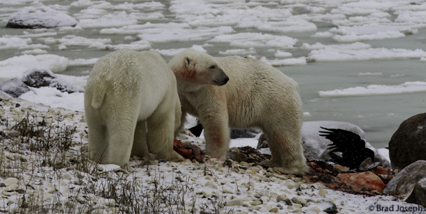 polar bears eating bearded seal
