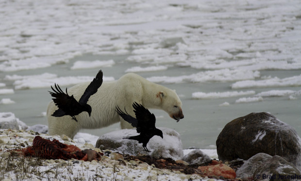 ravens, polar bear, seal image