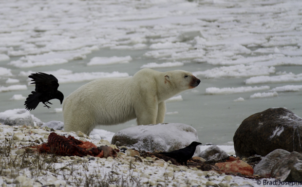 polar bear on seal kill, ravens, churchill, gordon point hudson bay 